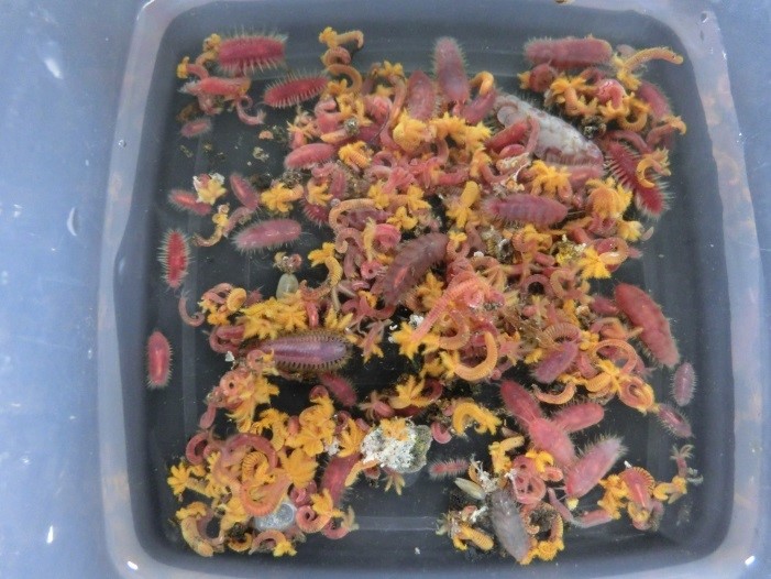 海洋生態学 海底面下を透視する技術を開発 ―深海の埋在性底生生物の現場観測